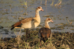 Egyptian Goose (Alopochen aegyptiaca)