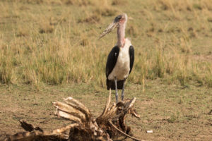 Marabou Stork (Leptoptilos crumenifer)