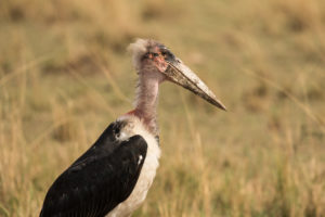 Marabou Stork (Leptoptilos crumenifer)