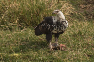 African Fish-Eagle (Haliaeetus vocifer)