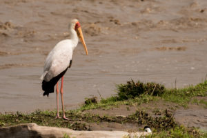 Yellow-billed Stork (Mycteria ibis)