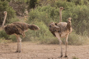 Common Ostrich (Struthio camelus)