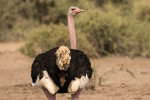 Common Ostrich (Struthio camelus)