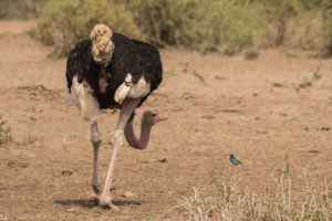 Common Ostrich (Struthio camelus)