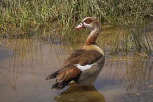 Egyptian Goose (Alopochen aegyptiaca)