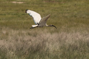 African Sacred Ibis (Threskiornis aethiopicus)