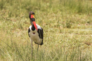 Saddle-billed Stork (Ephippiorhynchus senegalensis)