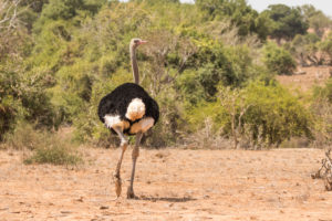 Somali Ostrich (Struthio molybdophanes)