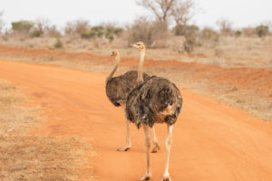 Somali Ostrich (Struthio molybdophanes)