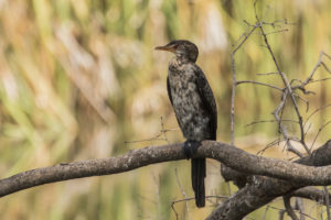 Long-tailed Cormorant (Microcarbo africanus)