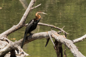 African Darter (Anhinga rufa)