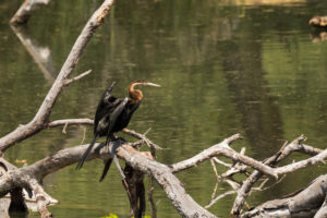 African Darter (Anhinga rufa)