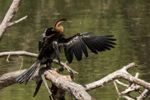 African Darter (Anhinga rufa)