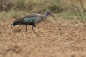 Hadada Ibis (Bostrychia hagedash)