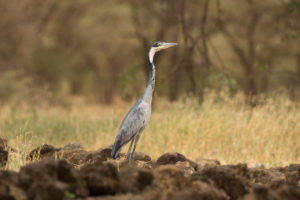 Black-headed Heron (Ardea melanocephala)