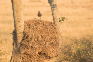 Hamerkop (Scopus umbretta)