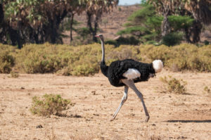 Somali Ostrich (Struthio molybdophanes)