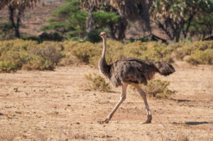 Somali Ostrich (Struthio molybdophanes)