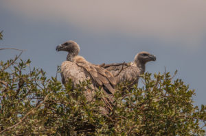 White-backed Vulture (Gyps africanus)