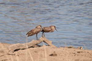 Hamerkop (Scopus umbretta)