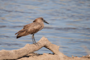 Hamerkop (Scopus umbretta)