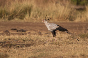 Secretarybird (Sagittarius serpentarius)