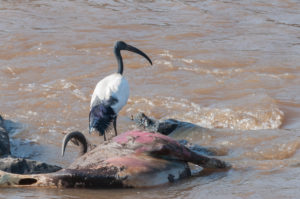 African Sacred Ibis (Threskiornis aethiopicus)