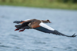 Egyptian Goose (Alopochen aegyptiaca)