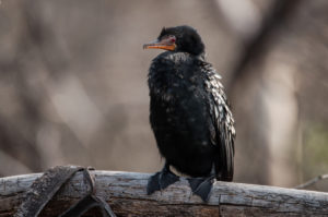 Long-tailed Cormorant (Microcarbo africanus)