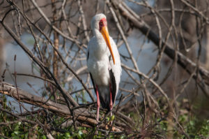 Yellow-billed Stork (Mycteria ibis)