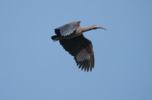 Hadada Ibis (Bostrychia hagedash)