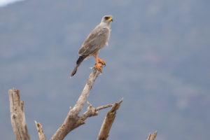 Eastern Chanting-Goshawk (Melierax poliopterus)