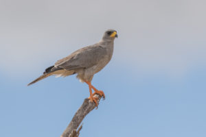 Eastern Chanting-Goshawk (Melierax poliopterus)