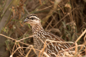 Crested Francolin (Dendroperdix sephaena)