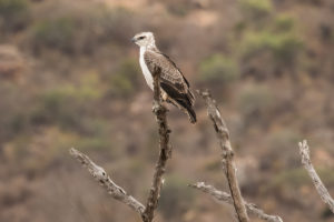 Martial Eagle (Polemaetus bellicosus)