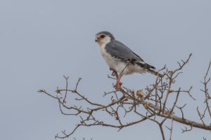 Pygmy Falcon (Polihierax semitorquatus)