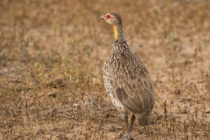 Yellow-necked Francolin (Pternistis leucoscepus)