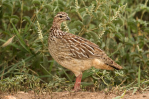 Crested Francolin (Dendroperdix sephaena)