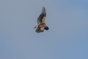 Bateleur (Terathopius ecaudatus)