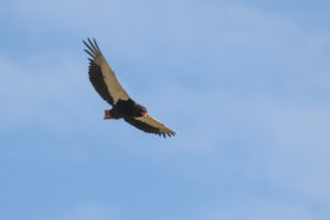 Bateleur (Terathopius ecaudatus)