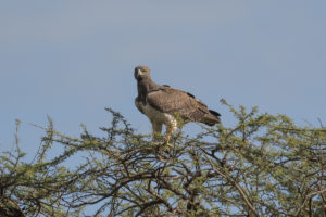 Martial Eagle (Polemaetus bellicosus)