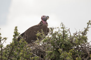 Lappet-faced Vulture (Torgos tracheliotos)