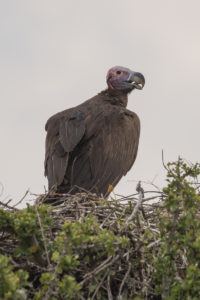 Lappet-faced Vulture (Torgos tracheliotos)