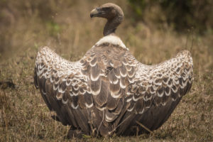 Ruppells Griffon Vulture (Gyps rueppelli)
