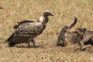 Ruppells Griffon Vulture (Gyps rueppelli)