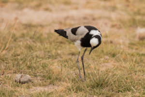 Blacksmith Lapwing (Vanellus armatus)