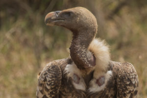 Ruppells Griffon Vulture (Gyps rueppelli)