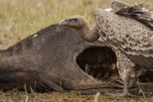 Ruppells Griffon Vulture (Gyps rueppelli)