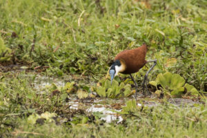 African Jacana (Actophilornis africanus)