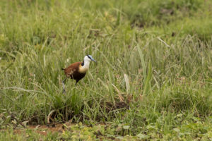 African Jacana (Actophilornis africanus)